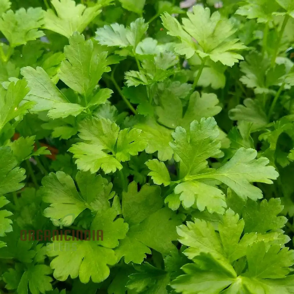 Italian Giant Parsley Vegetable Seeds Premium Quality For Home Gardening Easy To Growing Planting