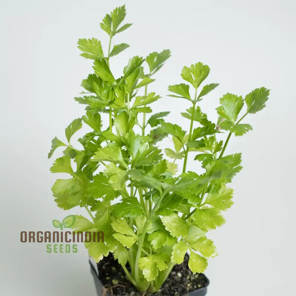 Italian Giant Parsley Vegetable Seeds Premium Quality For Home Gardening Easy To Growing Planting