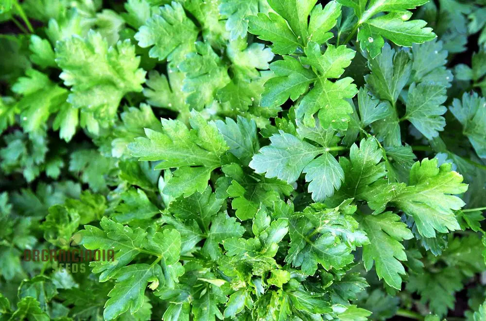 Italian Giant Parsley Vegetable Seeds Premium Quality For Home Gardening Easy To Growing Planting