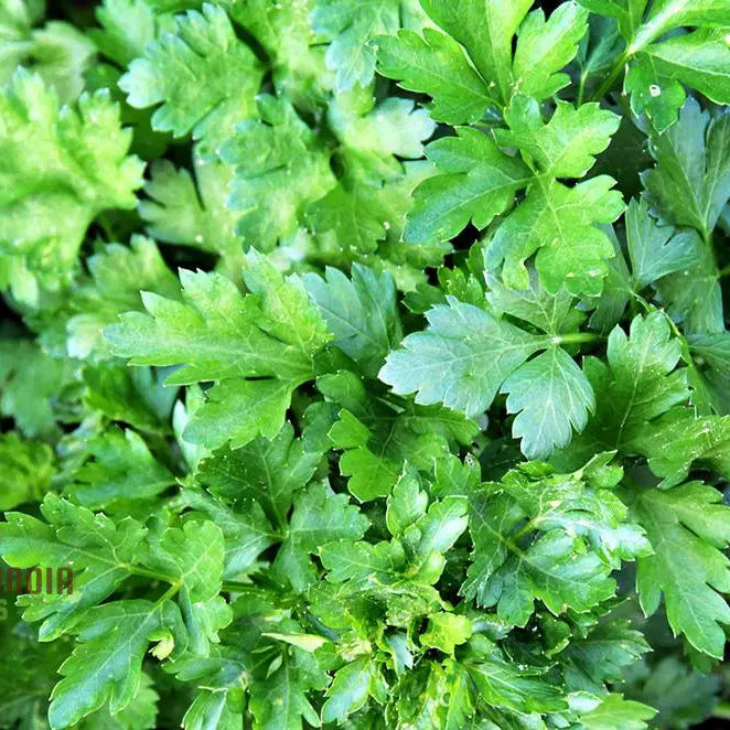 Italian Giant Parsley Vegetable Seeds Premium Quality For Home Gardening Easy To Growing Planting