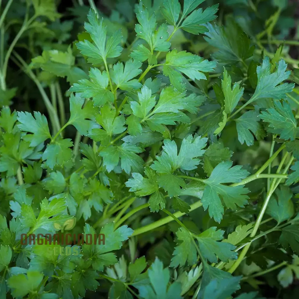 Italian Giant Parsley Vegetable Seeds Premium Quality For Home Gardening Easy To Growing Planting