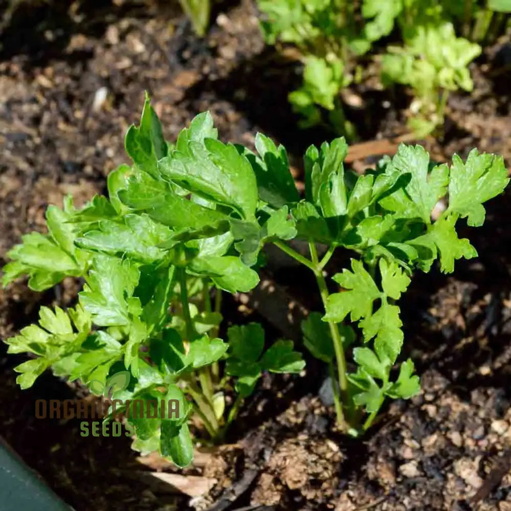 Italian Giant Parsley Vegetable Seeds Premium Quality For Home Gardening Easy To Growing Planting