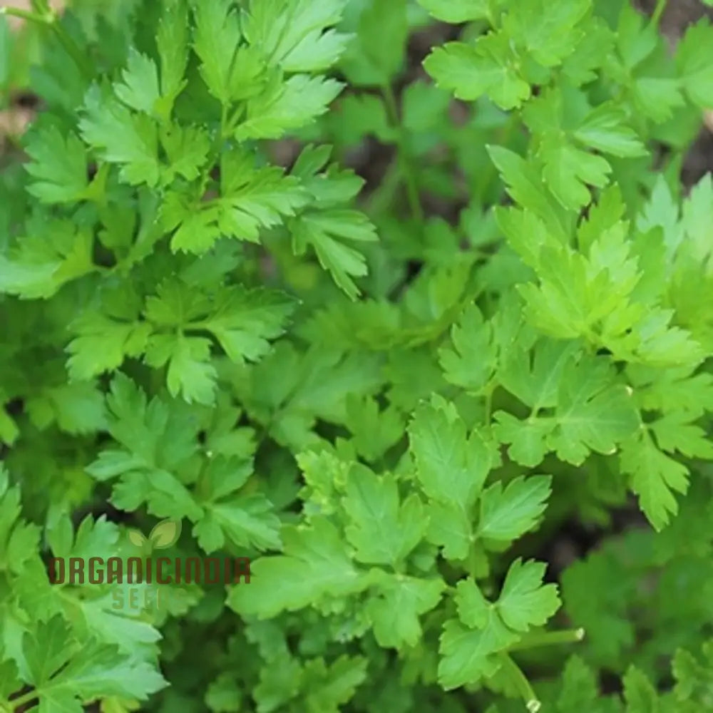 Italian Giant Parsley Vegetable Seeds Premium Quality For Home Gardening Easy To Growing Planting