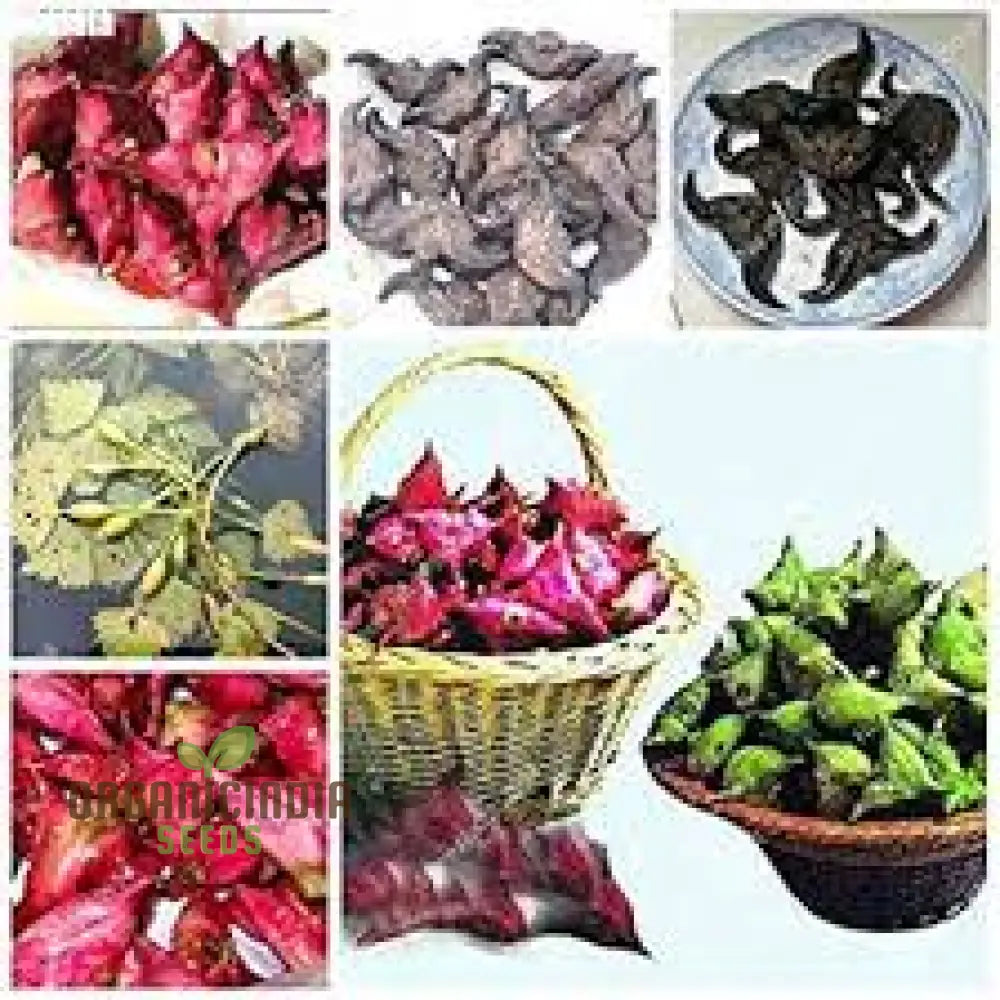 Italian Water Vegetable Seeds Planting 100 Pcs Fruit