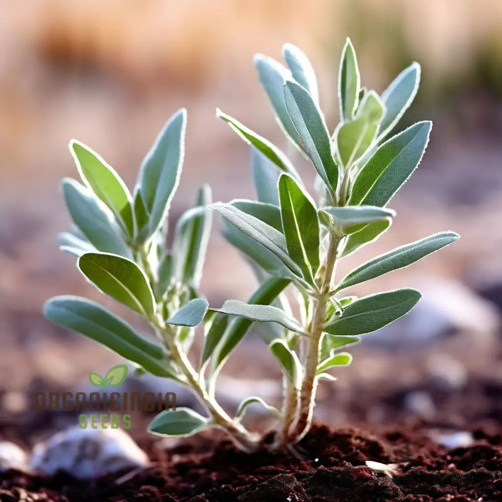 Ivory White Sage Plant Seeds Elevate Your Garden With Majestic Blooms - Perfect For Planting And