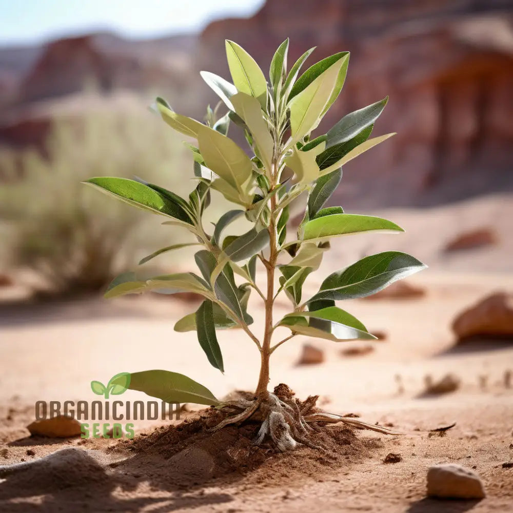 Ivory White Sage Plant Seeds Elevate Your Garden With Majestic Blooms - Perfect For Planting And