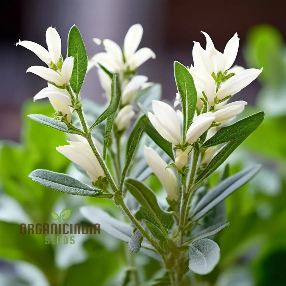 Ivory White Sage Plant Seeds Elevate Your Garden With Majestic Blooms - Perfect For Planting And