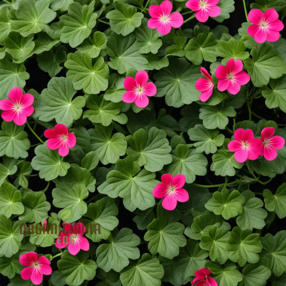 Ivy Geranium Flower Seeds - Trailing Blooms For Cascading Garden Beauty Premium Vibrant Planting