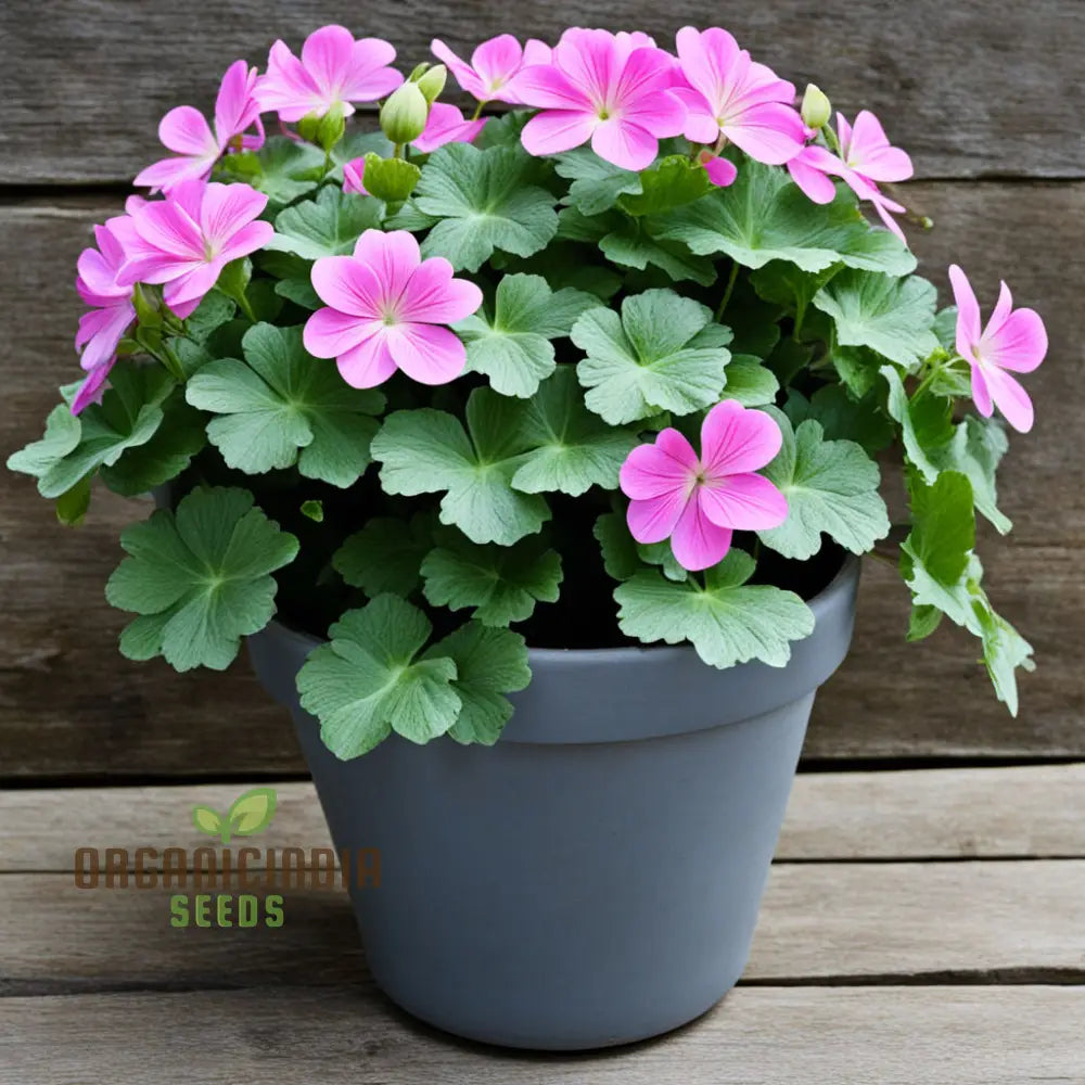 Ivy Geranium Flower Seeds - Trailing Blooms For Cascading Garden Beauty Premium Vibrant Planting