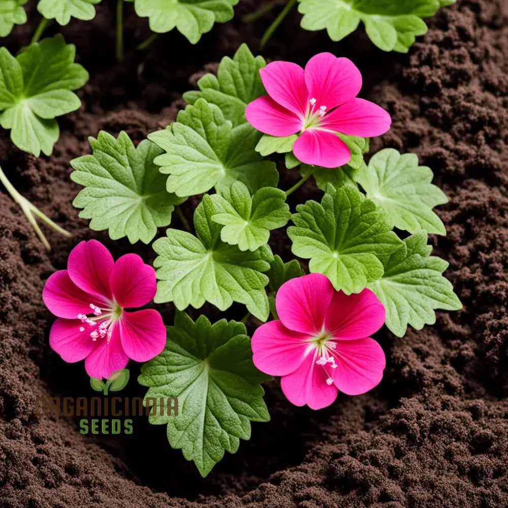 Ivy Geranium Flower Seeds - Trailing Blooms For Cascading Garden Beauty Premium Vibrant Planting