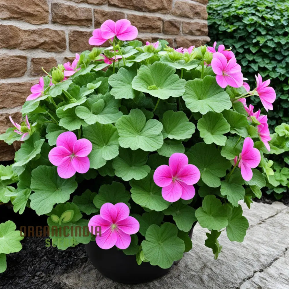 Ivy Geranium Flower Seeds - Trailing Blooms For Cascading Garden Beauty Premium Vibrant Planting