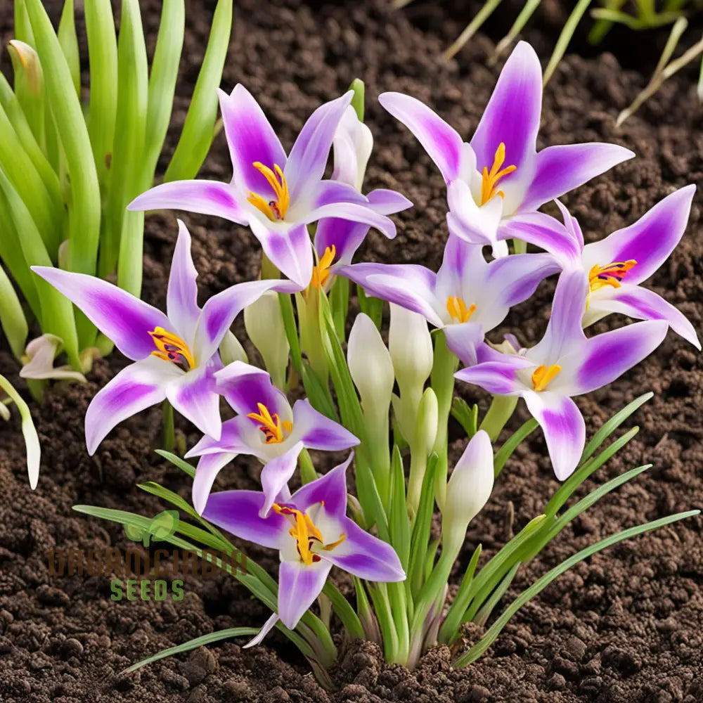 Ixia Exotic Flower Bulbs Great For Borders Or Containers (3 Planting)