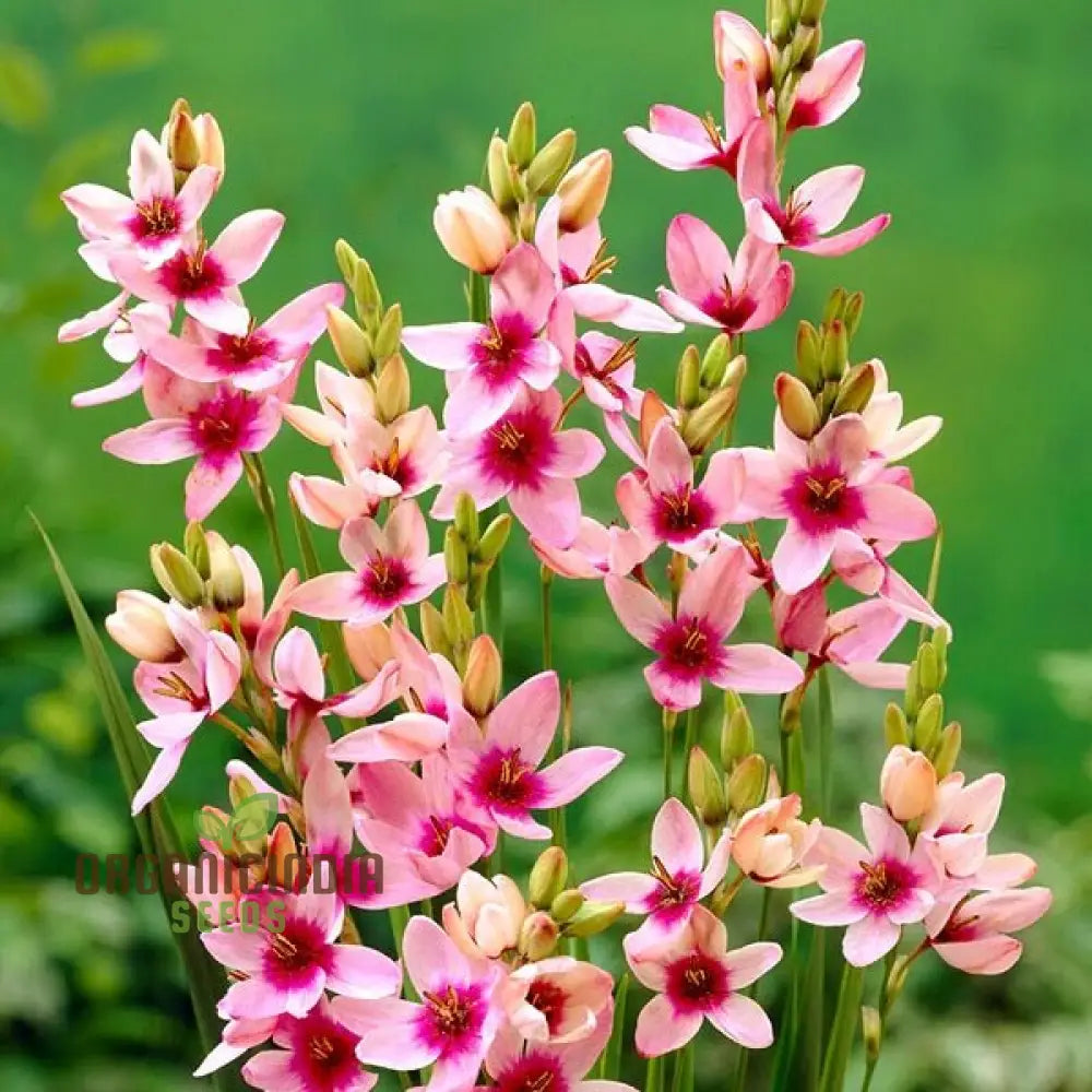 Ixia Flower Seeds For Planting Vibrant Blooms For Beautiful Garden Displays