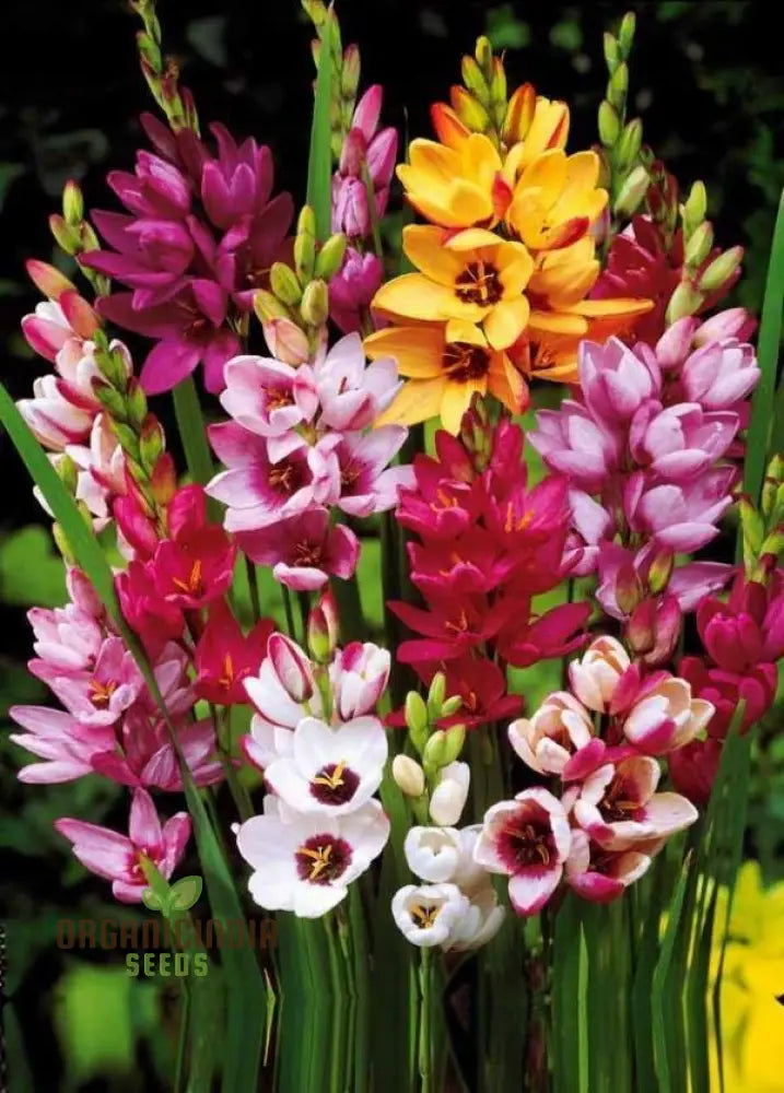 Ixia Flower Seeds For Planting Vibrant Blooms For Beautiful Garden Displays