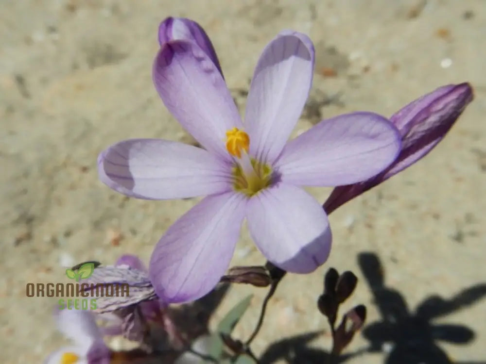 Ixia Thomasiae Seeds For Exquisite Blooms – Elevate Your Gardening Experience With Unique And