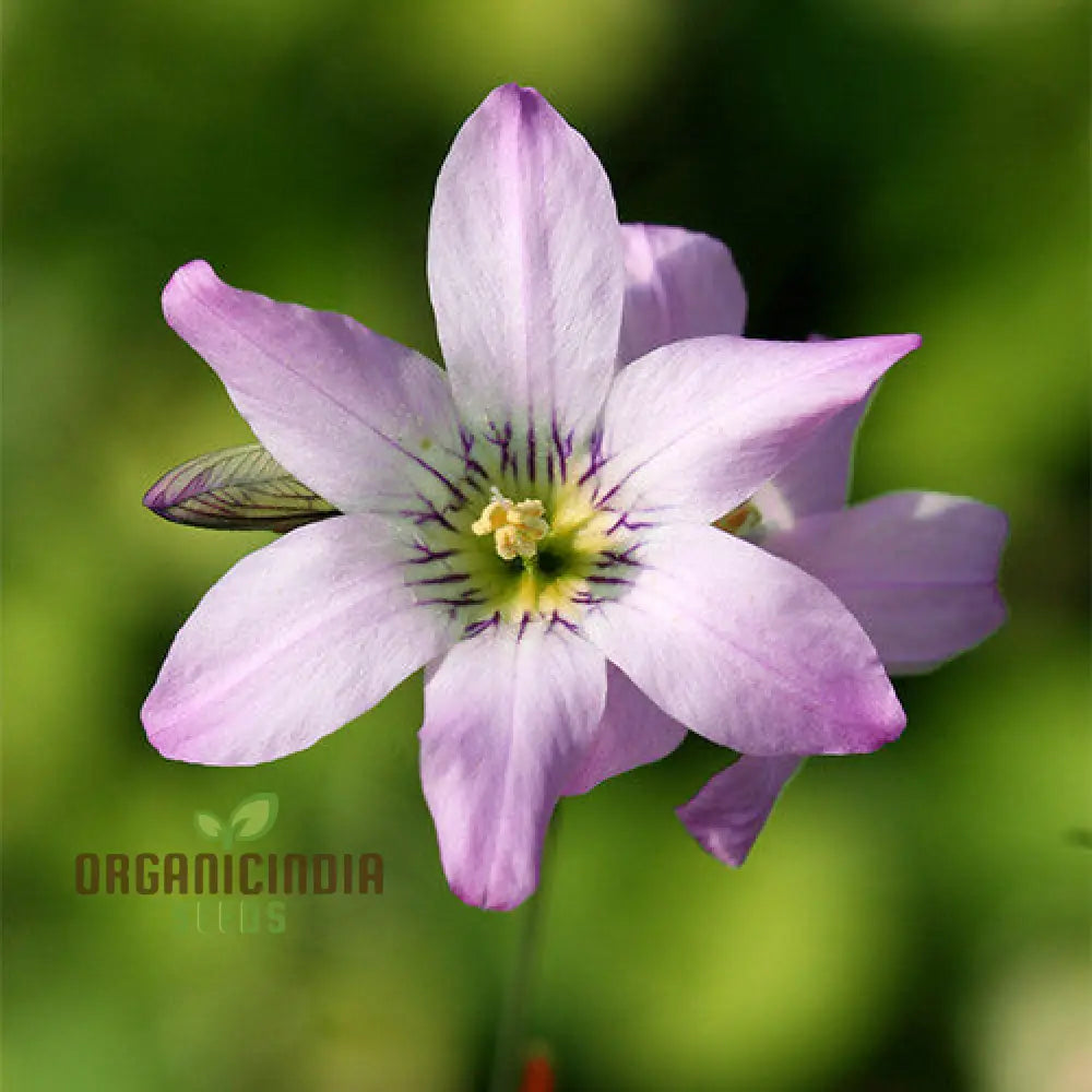 Ixia Thomasiae Seeds For Exquisite Blooms – Elevate Your Gardening Experience With Unique And