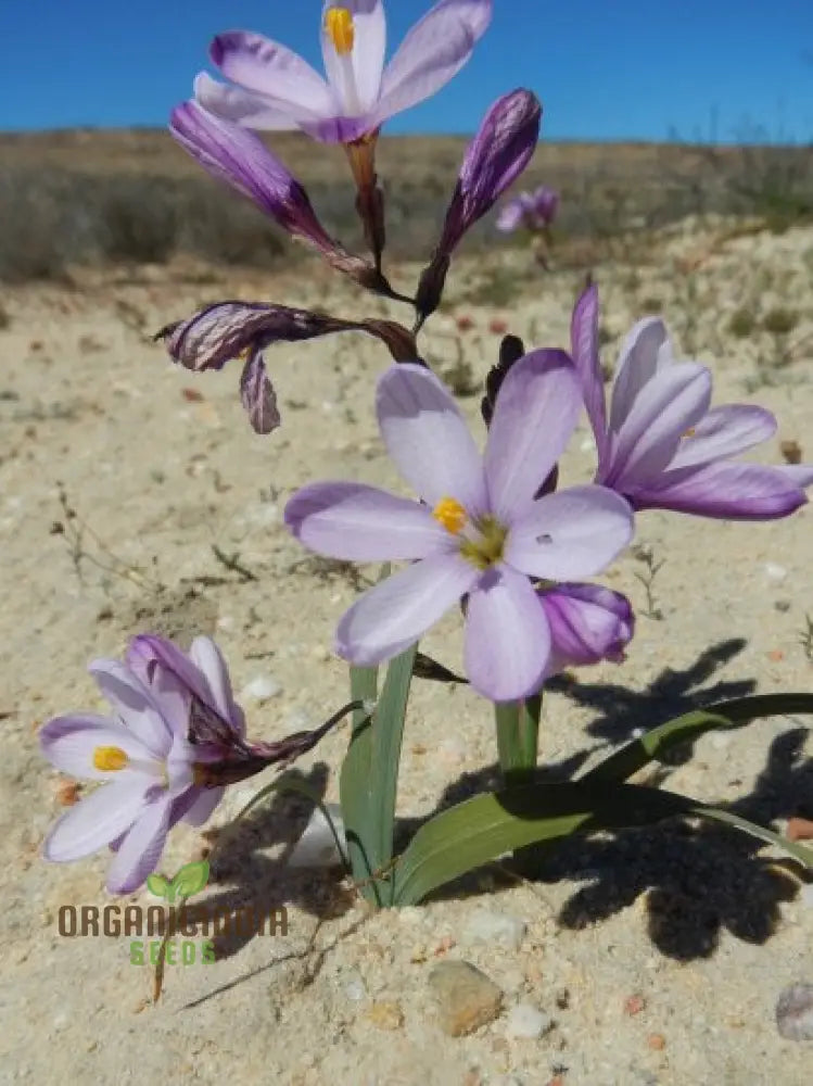 Ixia Thomasiae Seeds For Exquisite Blooms – Elevate Your Gardening Experience With Unique And