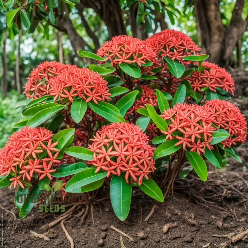 Ixora Flower Seeds Tropical Garden Blooms Easy-To-Growing Plant Perennials