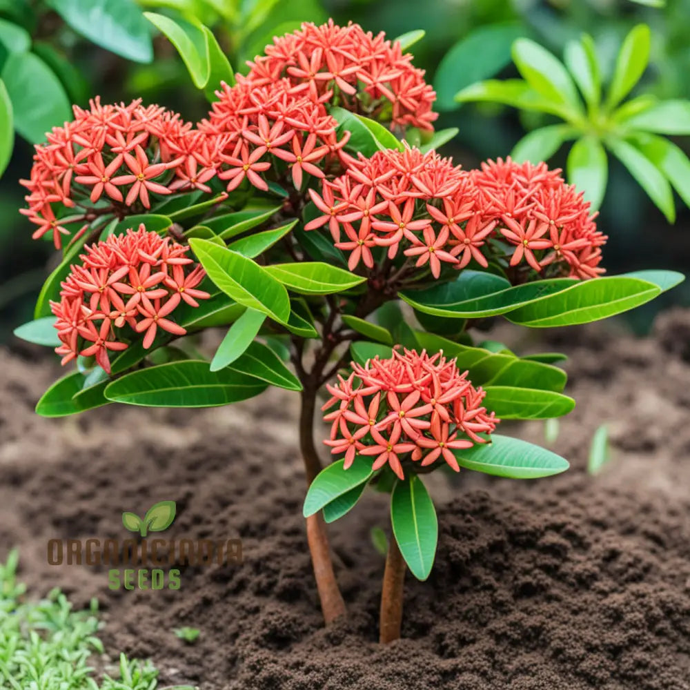 Ixora Flower Seeds Tropical Garden Blooms Easy-To-Growing Plant Perennials