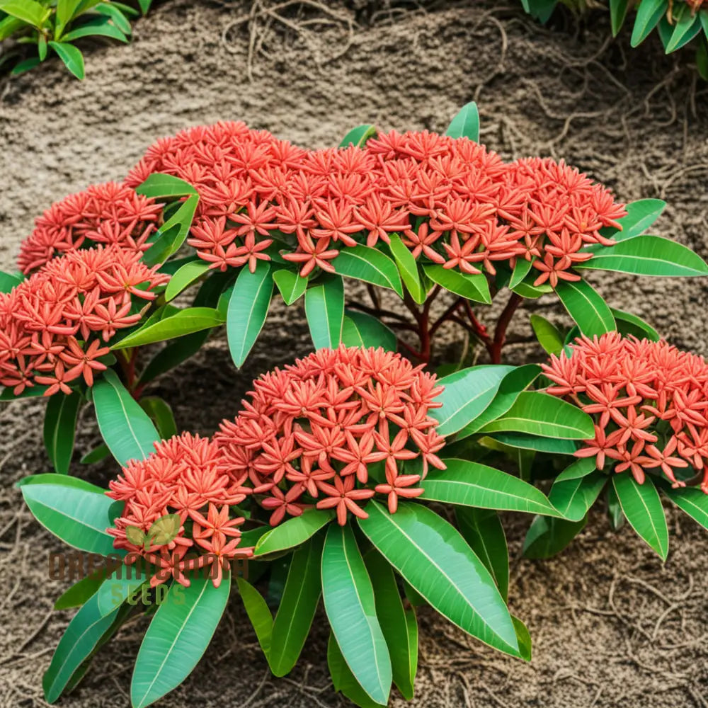 Ixora Flower Seeds Tropical Garden Blooms Easy-To-Growing Plant Perennials