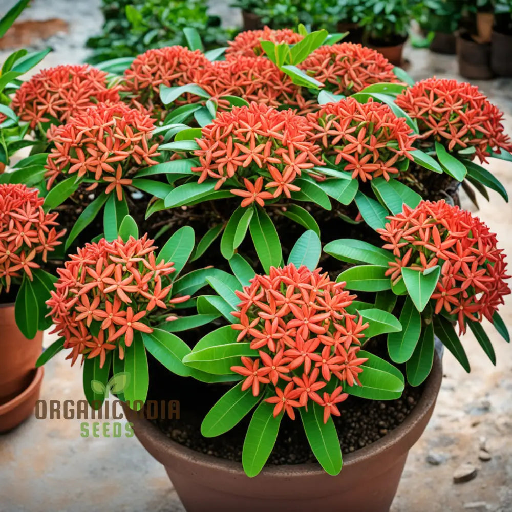 Ixora Flower Seeds Tropical Garden Blooms Easy-To-Growing Plant Perennials