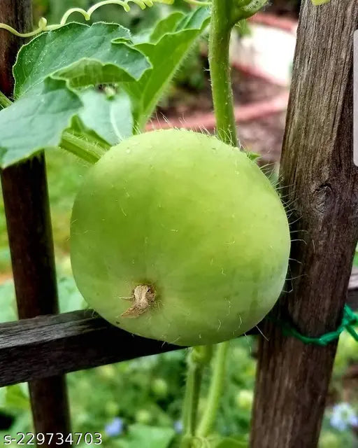 Bottle Gourd Round Seeds - Premium Quality for Planting and Gardening