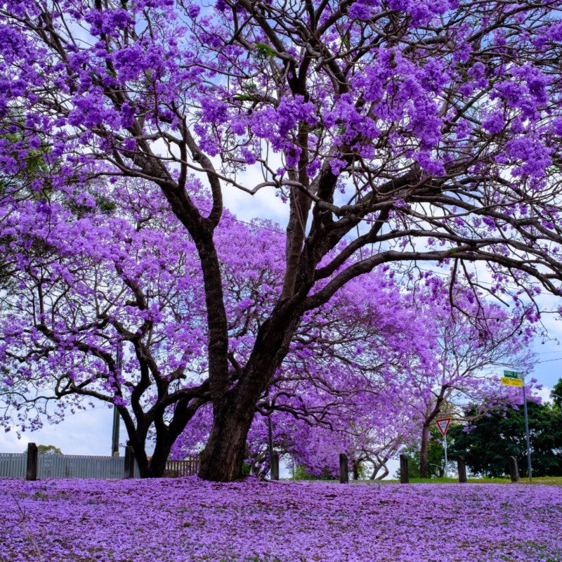 "Jacaranda Tree Seeds, Planting, 100 pcs" - Plant Seeds