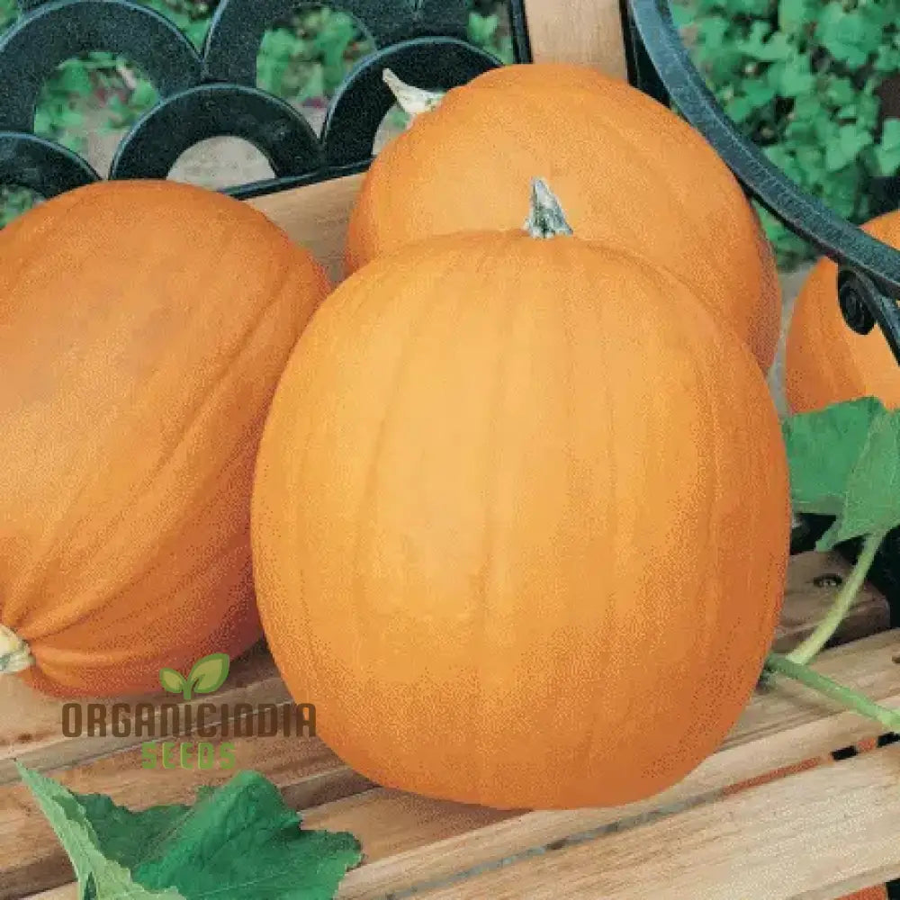 Jack O’lantern Pumpkin Seeds - Premium Quality For Gardening | Perfect Fall Decor