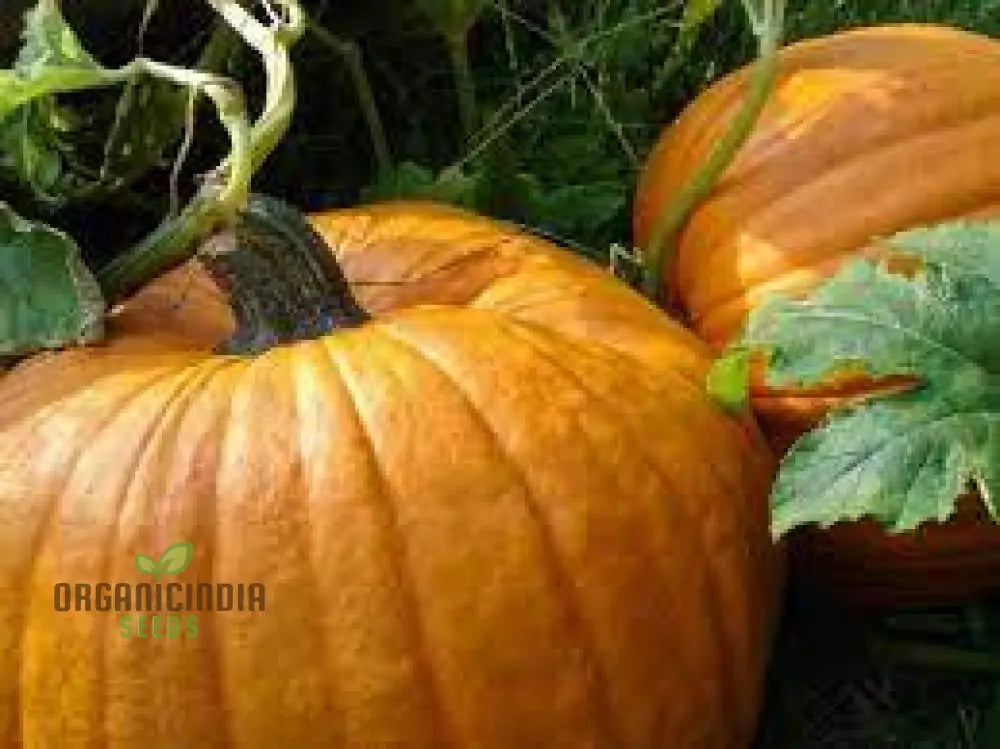 Jack O’lantern Pumpkin Seeds - Premium Quality For Gardening | Perfect Fall Decor