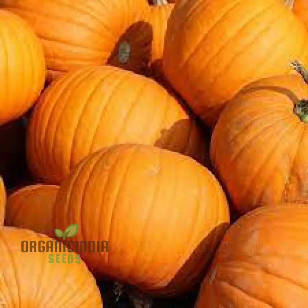 Jack O’lantern Pumpkin Seeds - Premium Quality For Gardening | Perfect Fall Decor