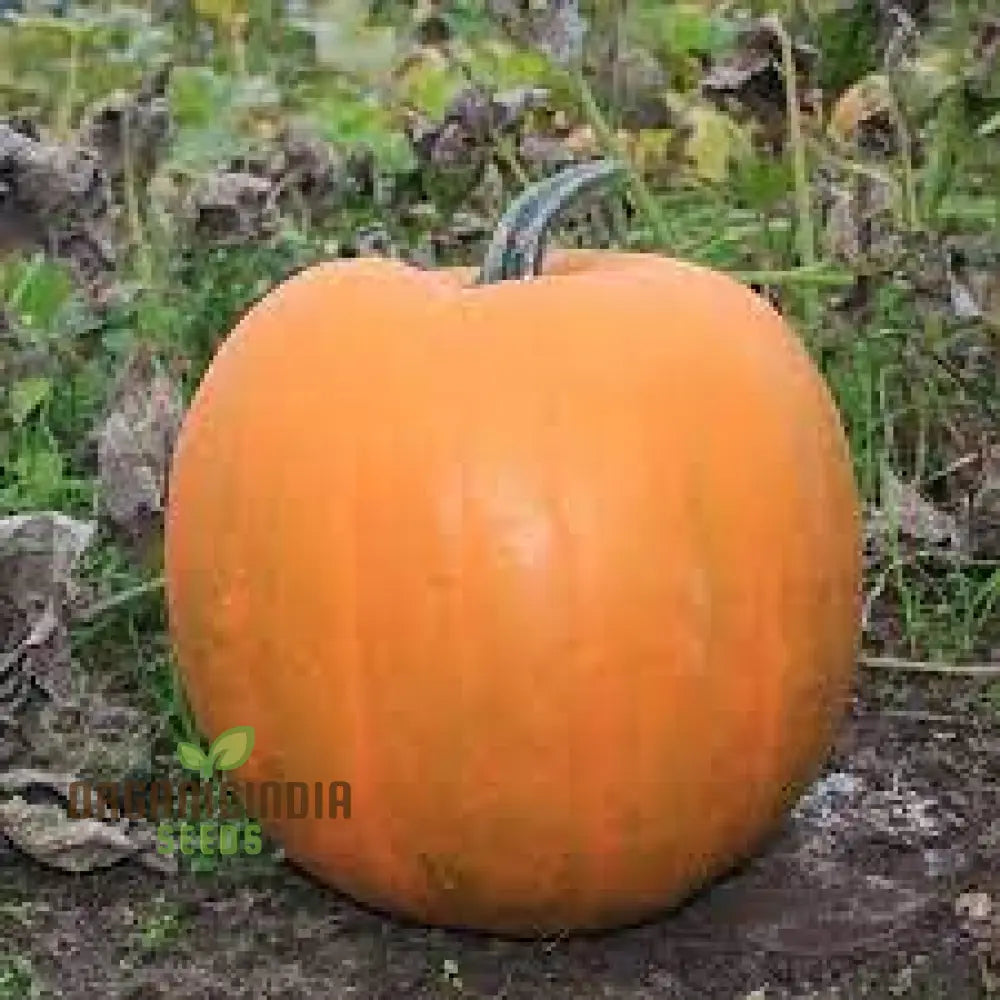 Jack O’lantern Pumpkin Seeds - Premium Quality For Gardening | Perfect Fall Decor