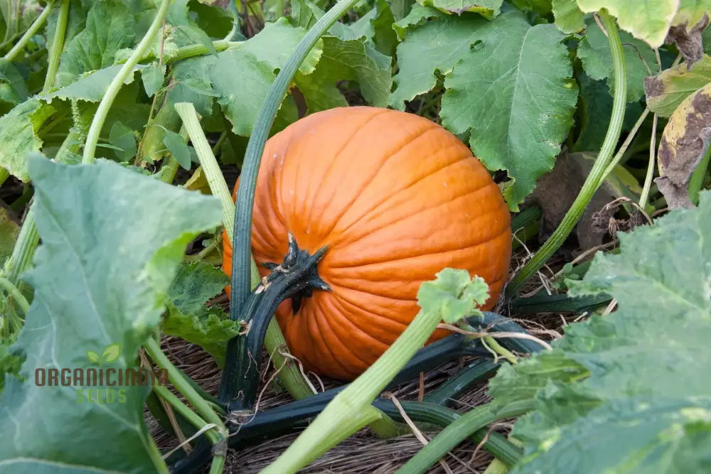 Jack O’lantern Pumpkin Seeds - Premium Quality For Gardening | Perfect Fall Decor