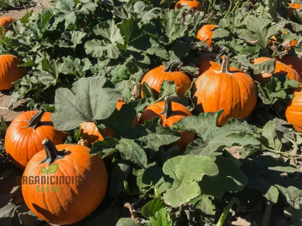 Jack O’lantern Pumpkin Seeds - Premium Quality For Gardening | Perfect Fall Decor