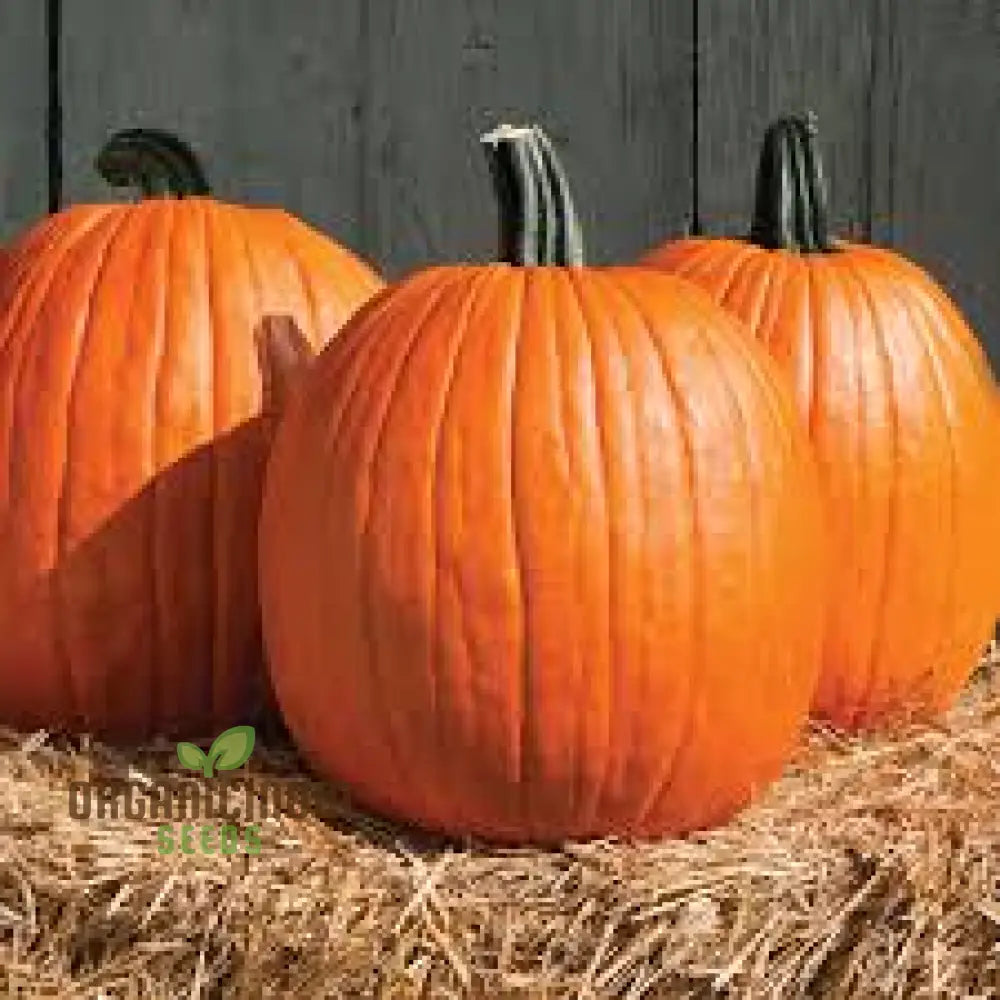 Jack O’lantern Pumpkin Seeds - Premium Quality For Gardening | Perfect Fall Decor