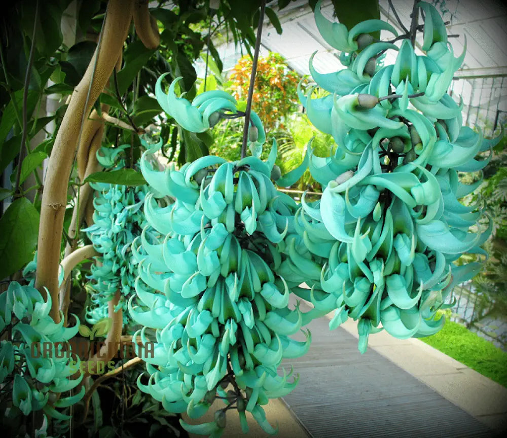 Jade Vine Flower Seeds - Aqua-Colored Blooms Planting Guide Included Rare For Garden Enthusiasts