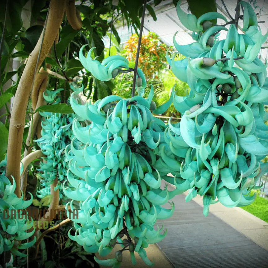 Jade Vine Flower Seeds - Aqua-Colored Blooms Planting Guide Included Rare For Garden Enthusiasts