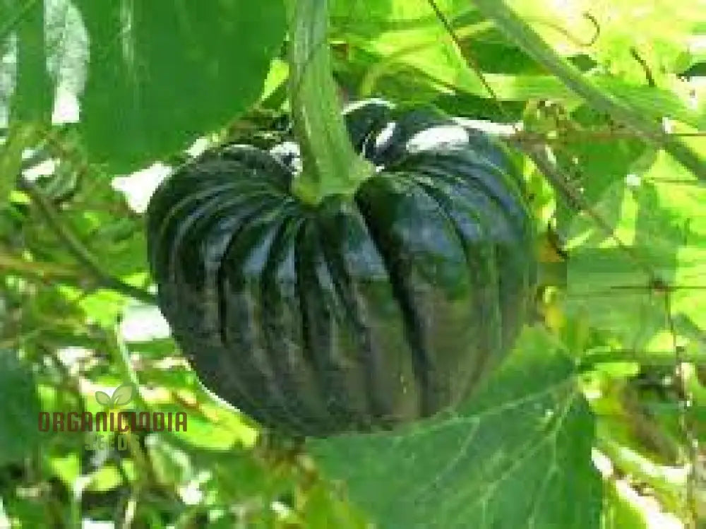 Japanese Black Pumpkin Seeds - Grow Unique And Exotic Pumpkins In Your Garden