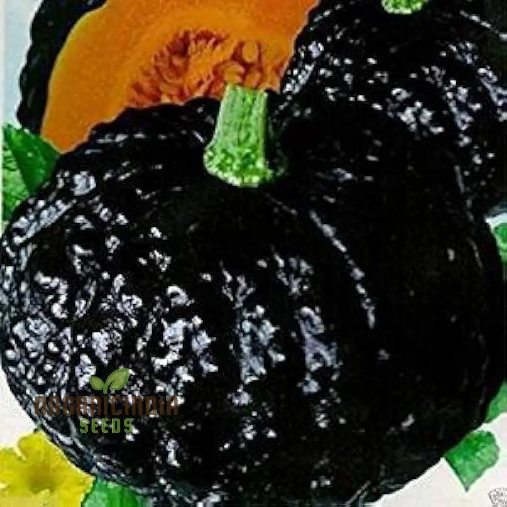 Japanese Black Pumpkin Seeds - Grow Unique And Exotic Pumpkins In Your Garden