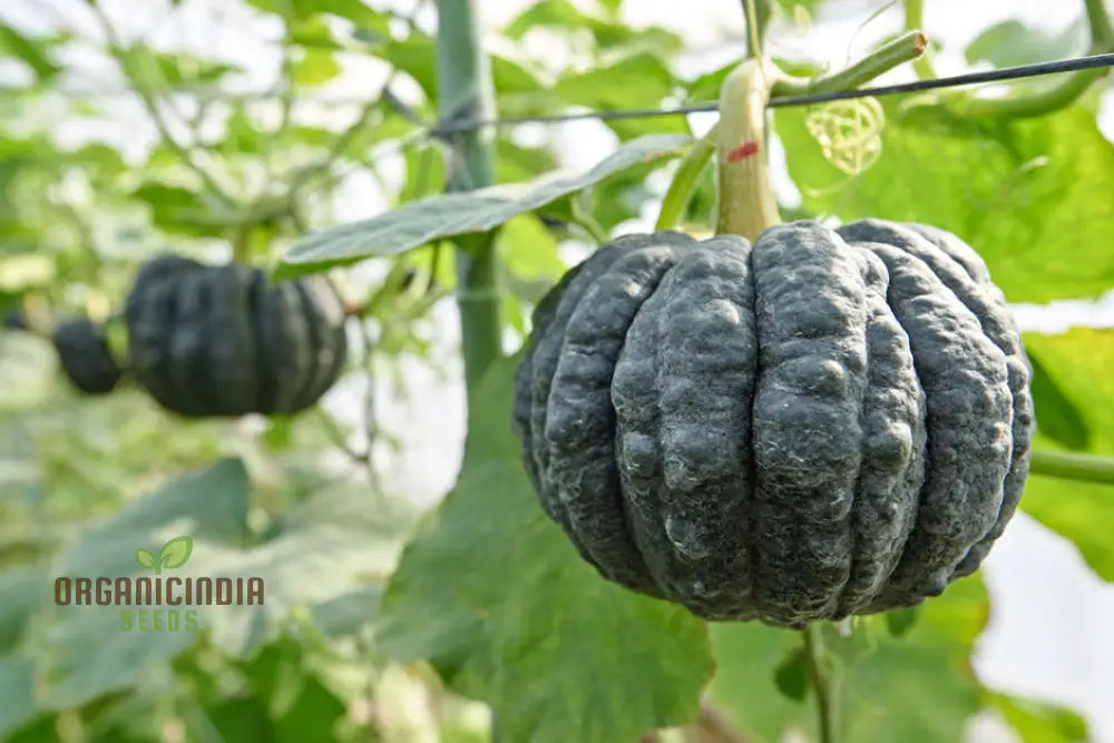 Japanese Black Pumpkin Seeds - Grow Unique And Exotic Pumpkins In Your Garden