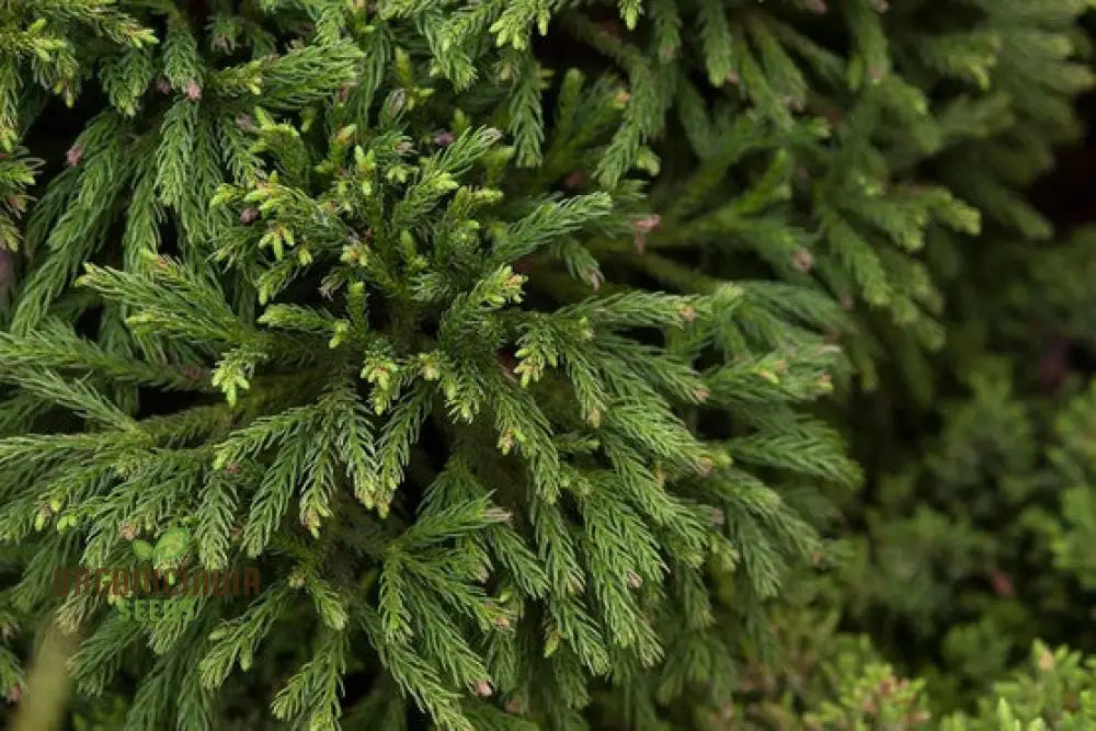 Japanese Cedar - Cryptomeria Japonica Seeds For Planting | Buy Rare Conifer Online