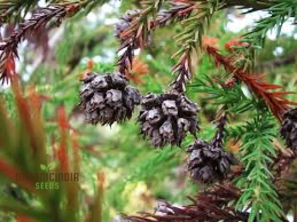 Japanese Cedar - Cryptomeria Japonica Seeds For Planting | Buy Rare Conifer Online