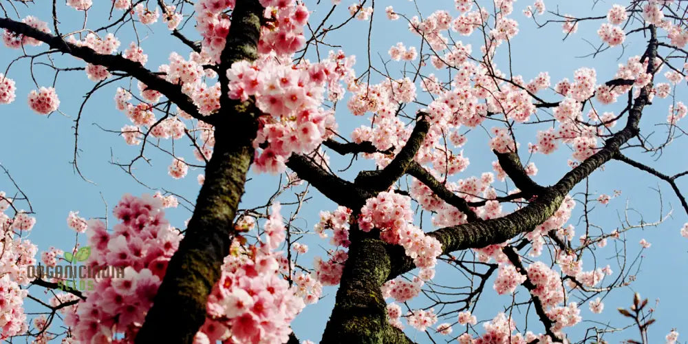 Japanese Cherry Tree Seeds For Planting Expert Guide Growing Beautiful Blossoms In Your Garden