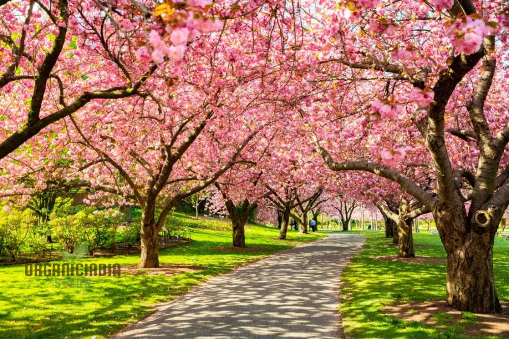 Japanese Cherry Tree Seeds For Planting Expert Guide Growing Beautiful Blossoms In Your Garden