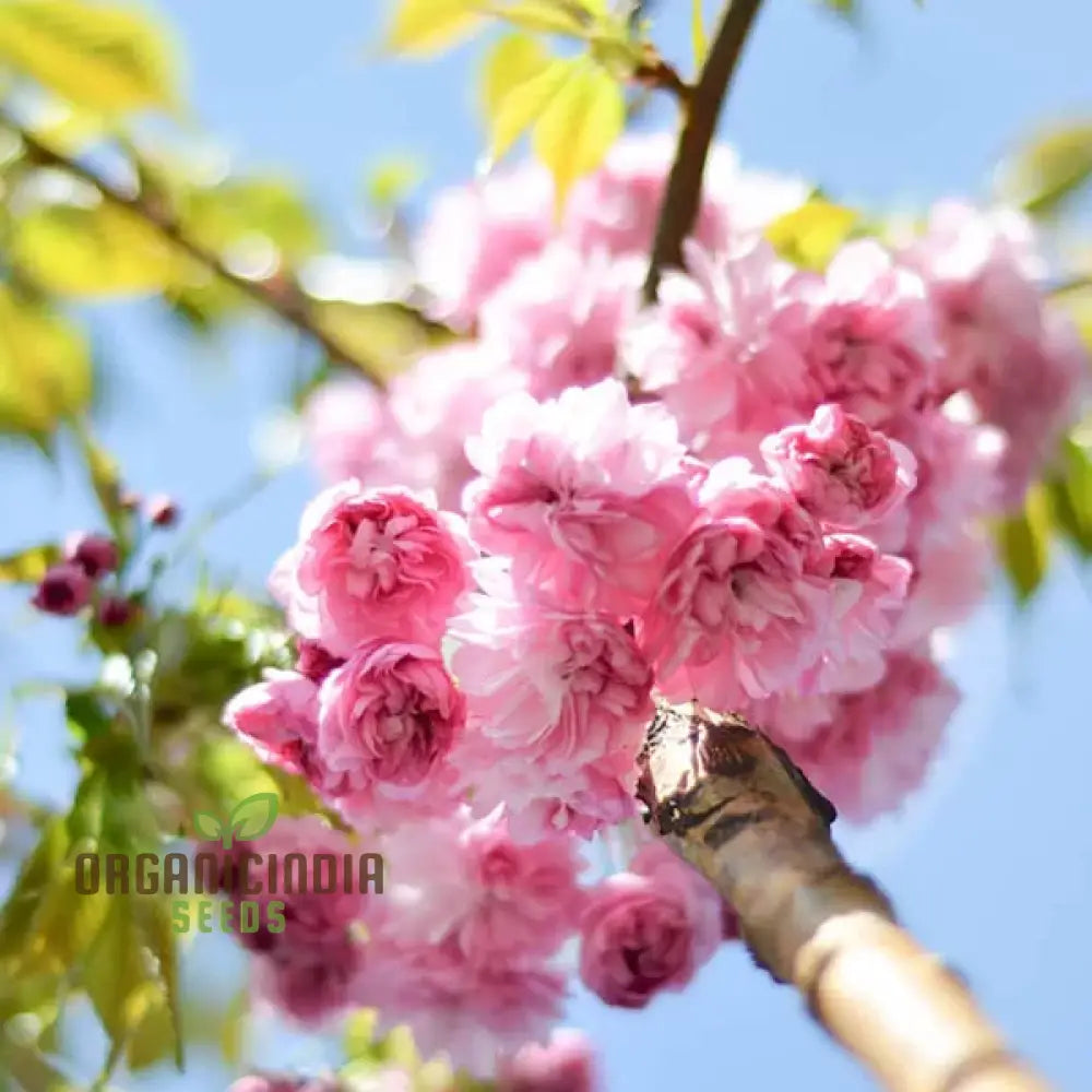 Japanese Cherry Tree Seeds For Planting Expert Guide Growing Beautiful Blossoms In Your Garden