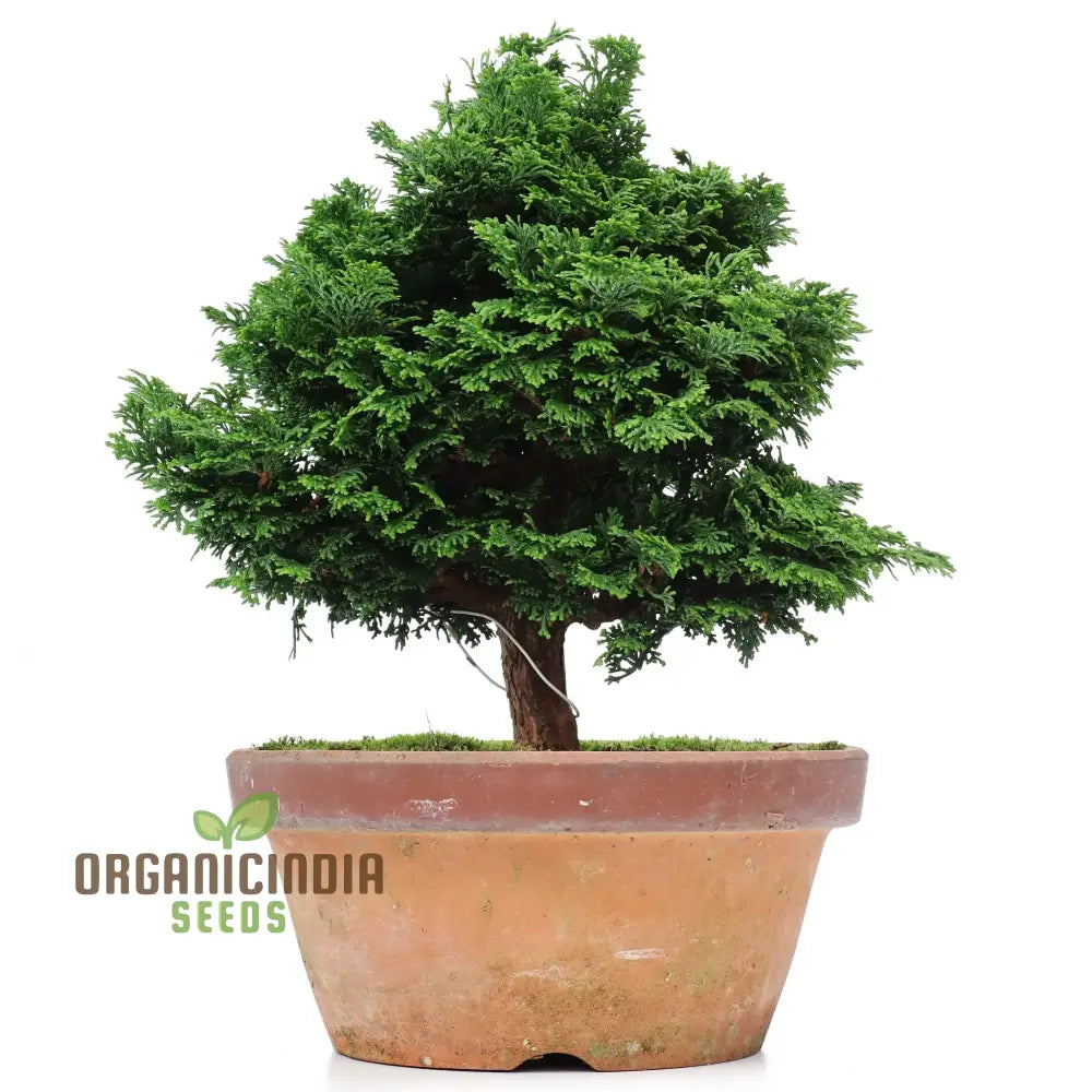 Japanese Cypress Tree Seeds For Planting Ultimate Guide To Growing A Lush Elegant In Your Garden