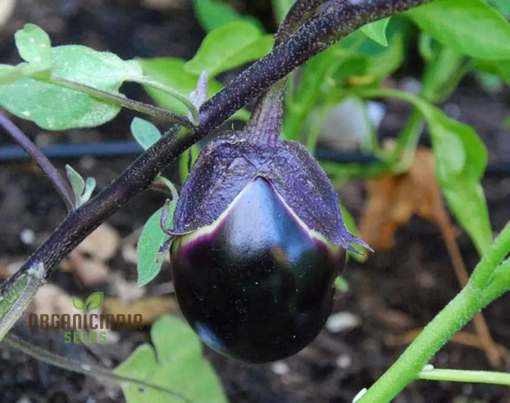 Japanese Kamo Eggplant Seeds: Elevate Your Garden With Exquisite Flavor And Rich Culinary Tradition!