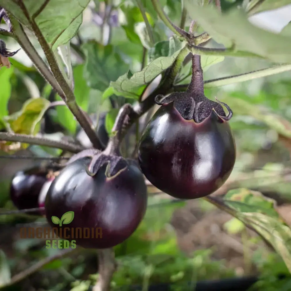 Japanese Kamo Eggplant Seeds: Elevate Your Garden With Exquisite Flavor And Rich Culinary Tradition!