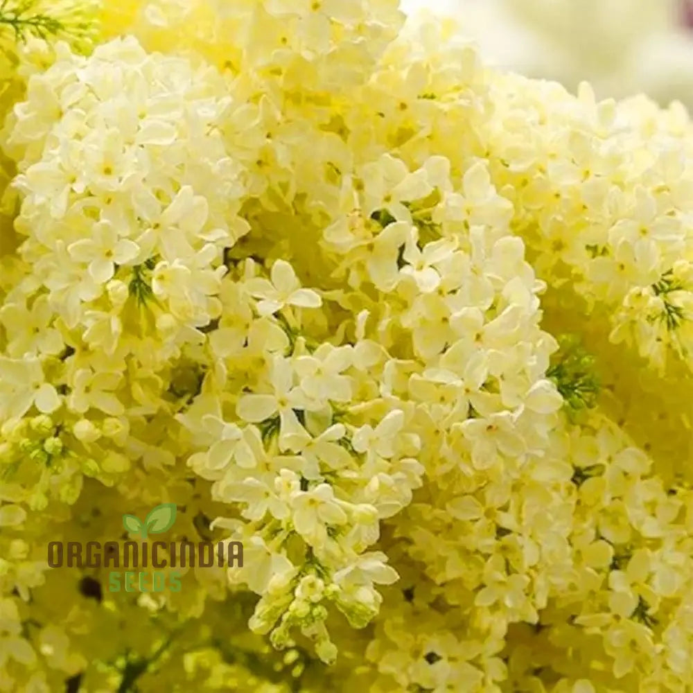 Japanese Lilac Seeds For Planting - 100 Pcs Flower Seeds