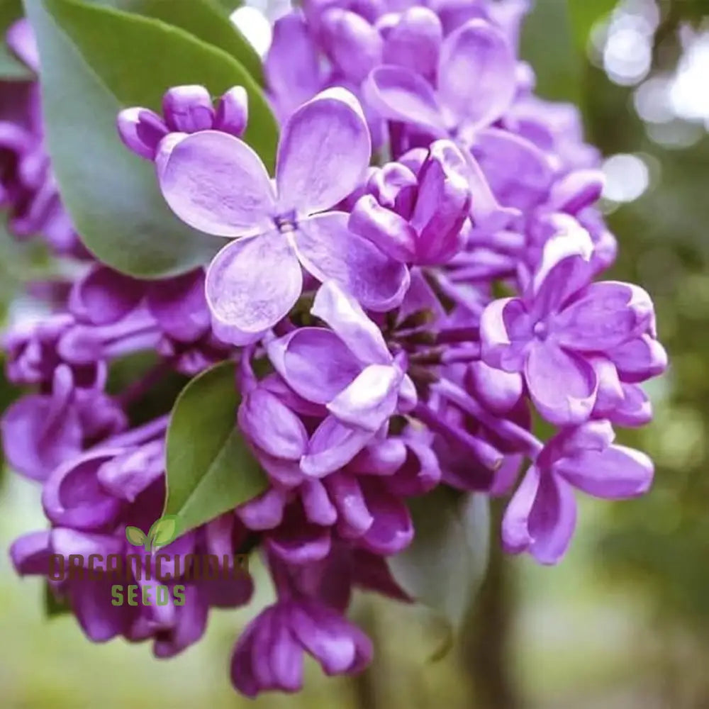 Japanese Lilac Seeds For Planting - 100 Pcs Flower Seeds