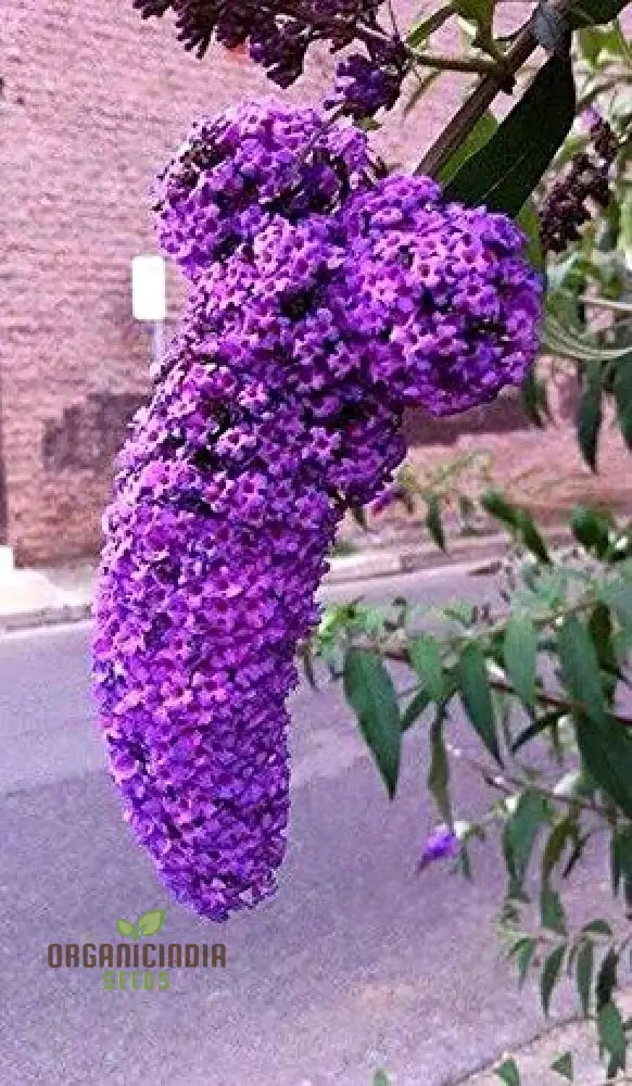 Japanese Lilac Seeds For Planting - 100 Pcs Flower Seeds